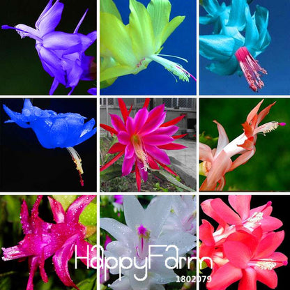 24 Color Rare Schlumbergera Bonsai Seeds - | Unique Truncatus Flower Seeds for Planting