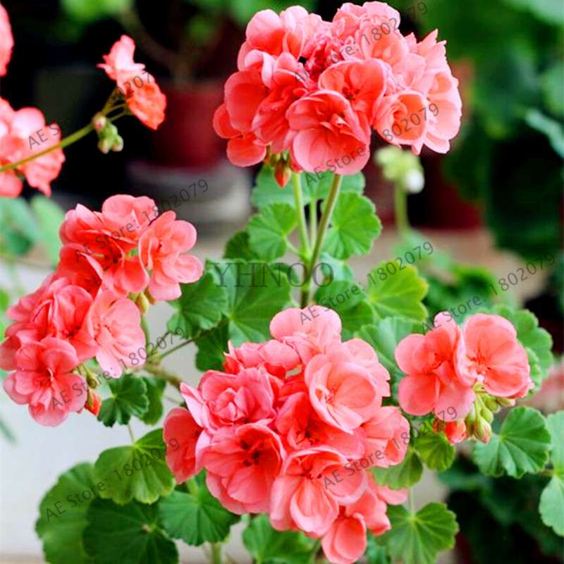 Rare Mixed Color Geranium Seeds - Vibrant Variegated Potted Flowers for Garden & Bonsai | Fast Shipping