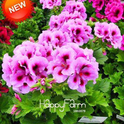 Pelargonium Peltatum Seeds - Geranium Flower Seeds, 17 Colors, Perennial Blooms for Garden & Containers