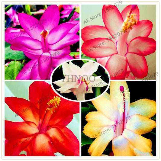 Mixed Color Christmas Cactus Seeds - Schlumbergera Bonsai Plant for Home & Garden Planting
