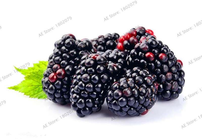 Organic Blackberry & Raspberry Seeds - Sweet, Stratified for Home Garden, Bonsai, Creepers | Non-GMO Fruit Seeds
