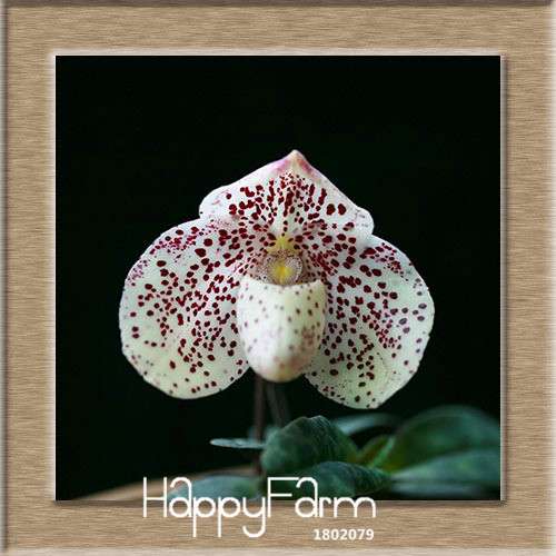 18 Color Orchid Seeds - Cypripedium & Paphiopedilum Bonsai Flower Seeds, Exotic Home Garden Planting