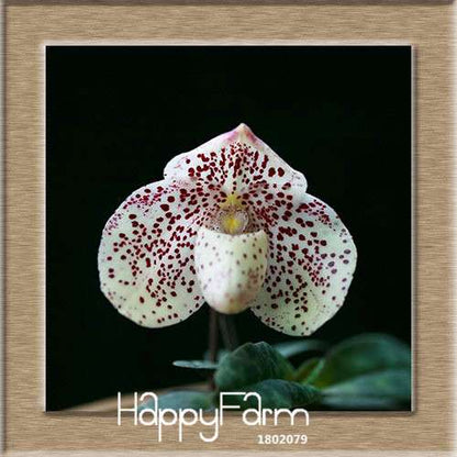 18 Color Orchid Seeds - Cypripedium & Paphiopedilum Bonsai Flower Seeds, Exotic Home Garden Planting