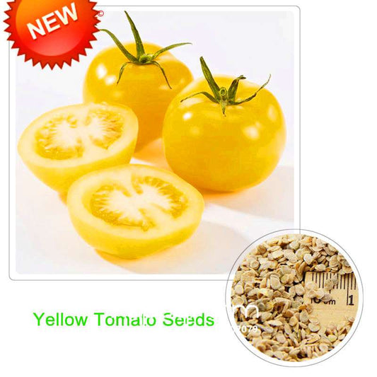 Organic Yellow Tomato Seeds for Planting - Sweet Home Garden Balcony, Non-GMO, Easy Grow