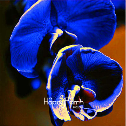 Phalaenopsis Orchid Seeds - Premium Bonsai Flower Seeds for Home & Indoor Garden Planting