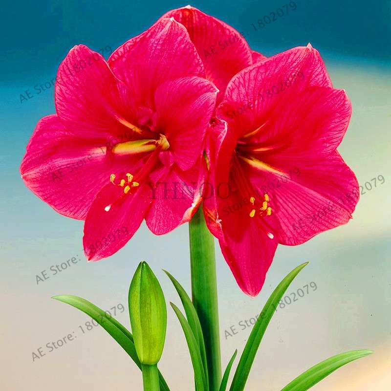 Vibrant Amaryllis Flower Seeds - High Germination, Easy to Grow, Hippeastrum Rutilum