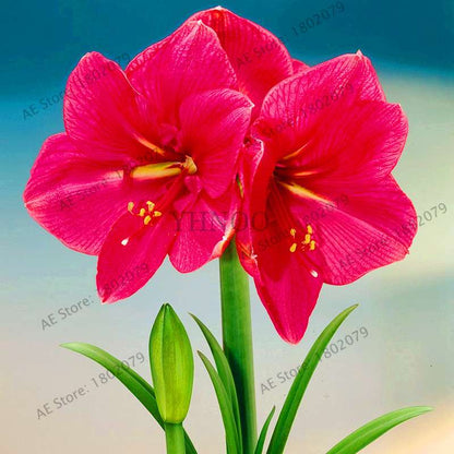 Vibrant Amaryllis Flower Seeds - High Germination, Easy to Grow, Hippeastrum Rutilum