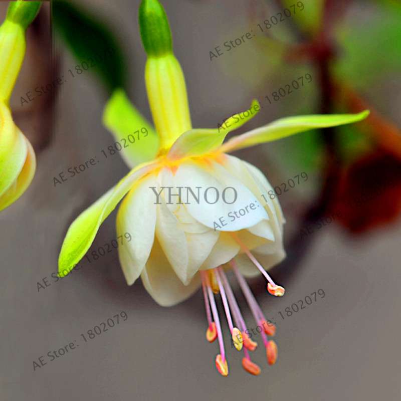 Mixed Color Lantern Flower Seeds - Fuchsia Hybrida Perennial Bonsai Plant for Home & Garden