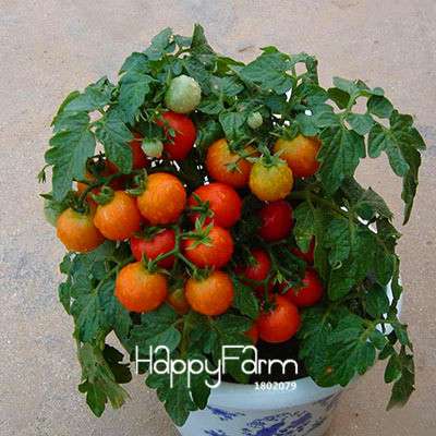 Giant Tomato Seeds for Home Garden - Sweet Pumpkin Tomato, Balcony & Container Planting