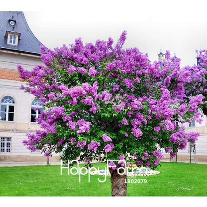 Lilac Flower Seeds - Fragrant Perennial Garden Plants for Home & Landscaping