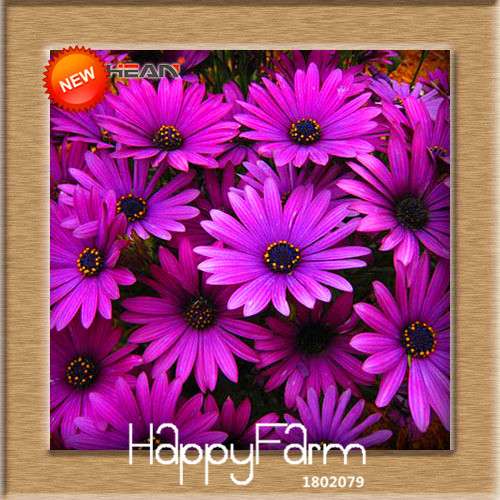 Blue Daisy Osteospermum Seeds - Grow Potted Flowering Plants for DIY Home Garden