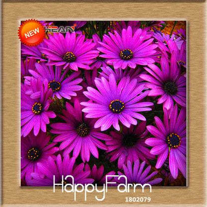 Blue Daisy Osteospermum Seeds - Grow Potted Flowering Plants for DIY Home Garden