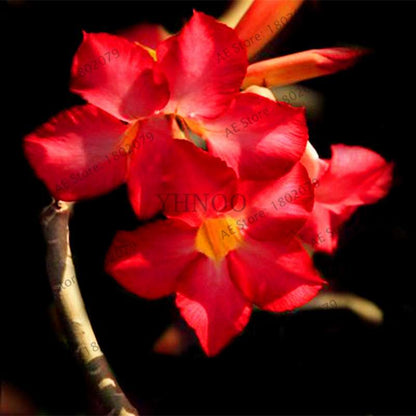 Mixed Color Desert Rose Seeds - Easy to Grow Bonsai Flower for Home Garden Planting
