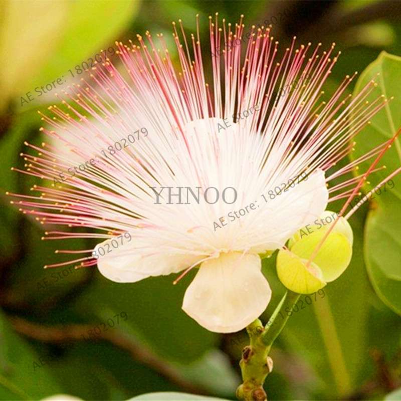 Exotic Bonsai Flower Seeds for Home Decor - Rare & Beautiful Varieties | Fast US Shipping