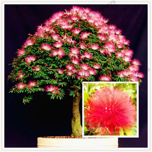 Albizia Flower Seeds (Mimosa Tree) - Bonsai & Ornamental Garden Tree for Home Planting