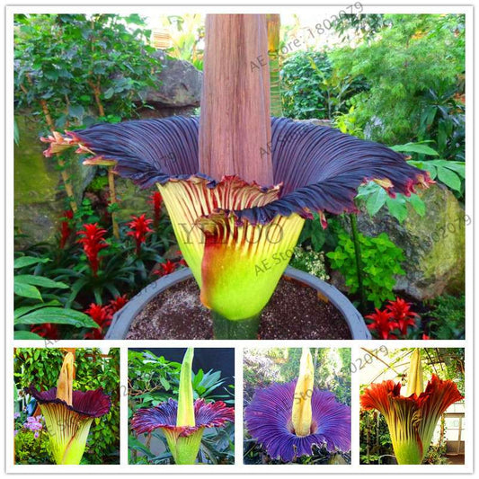 Corpse Flower Seeds - Titan Arum Bonsai for Home Garden, Rare Exotic Plant