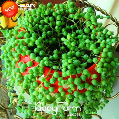Pearl Chlorophytum Seeds - Air-Purifying Indoor Plants, Easy-Grow Bonsai for Home & Garden