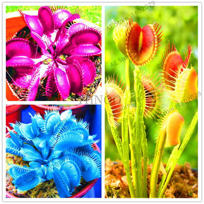 Flytrap Seeds - Carnivorous Dionaea Muscipula for Bonsai & Garden | Fast-Growing Potted Plant