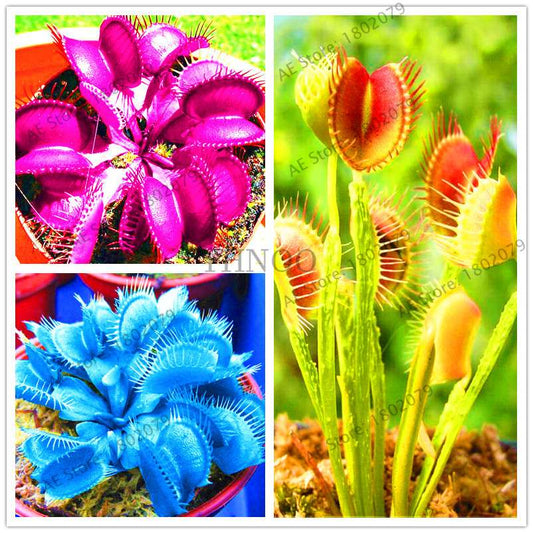 Flytrap Seeds - Carnivorous Dionaea Muscipula for Bonsai & Garden | Fast-Growing Potted Plant