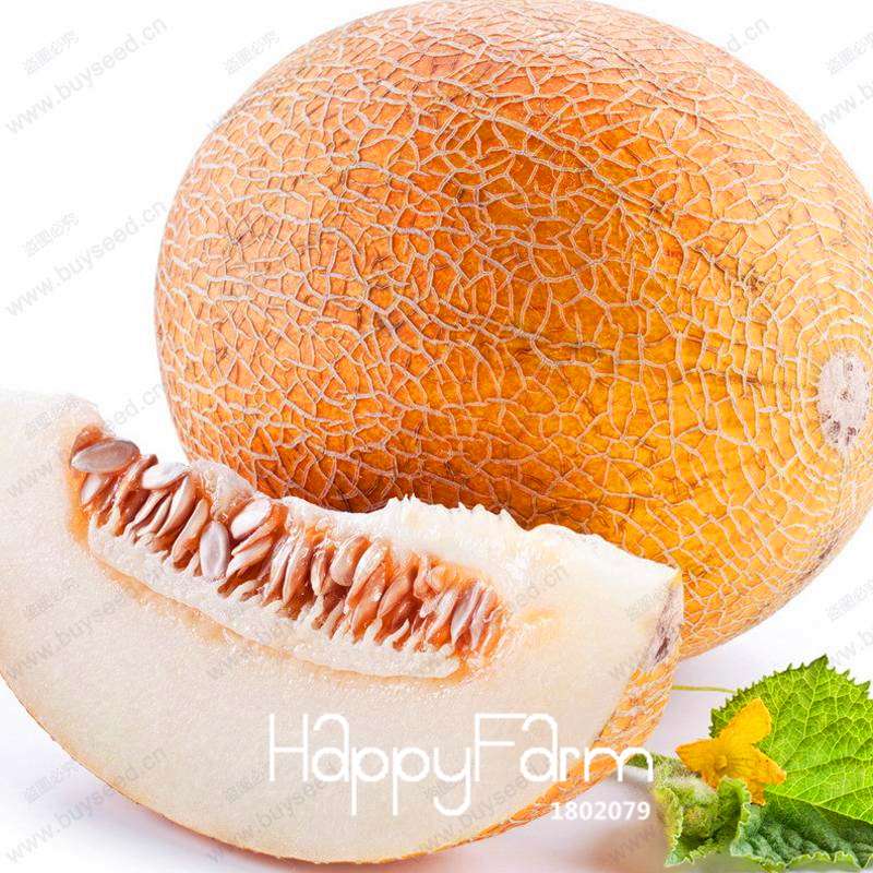 Sweet Hami Melon Seeds - Jumbo Cantaloupe, Non-GMO, Heirloom Fruit Seeds