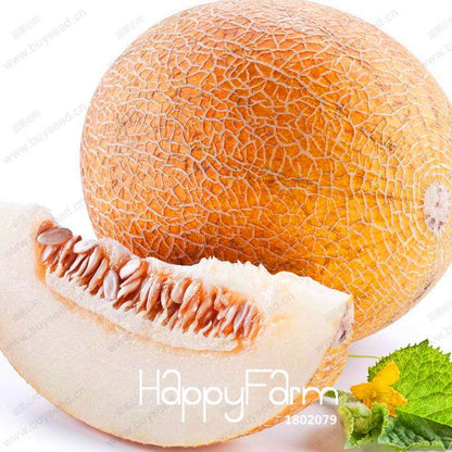 Sweet Hami Melon Seeds - Jumbo Cantaloupe, Non-GMO, Heirloom Fruit Seeds