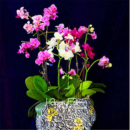 Phalaenopsis Orchid Seeds - Premium Bonsai Flower Seeds for Home & Indoor Garden Planting