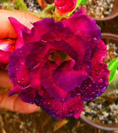 Exotic Mixed Colors Desert Rose Seeds - Fire Red Heart Bonsai, for Home Garden