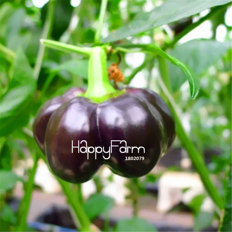 Organic Black Sweet Pepper Seeds - Non-GMO, Balcony & Potted Plant, Home Garden Vegetable Seeds for Planting