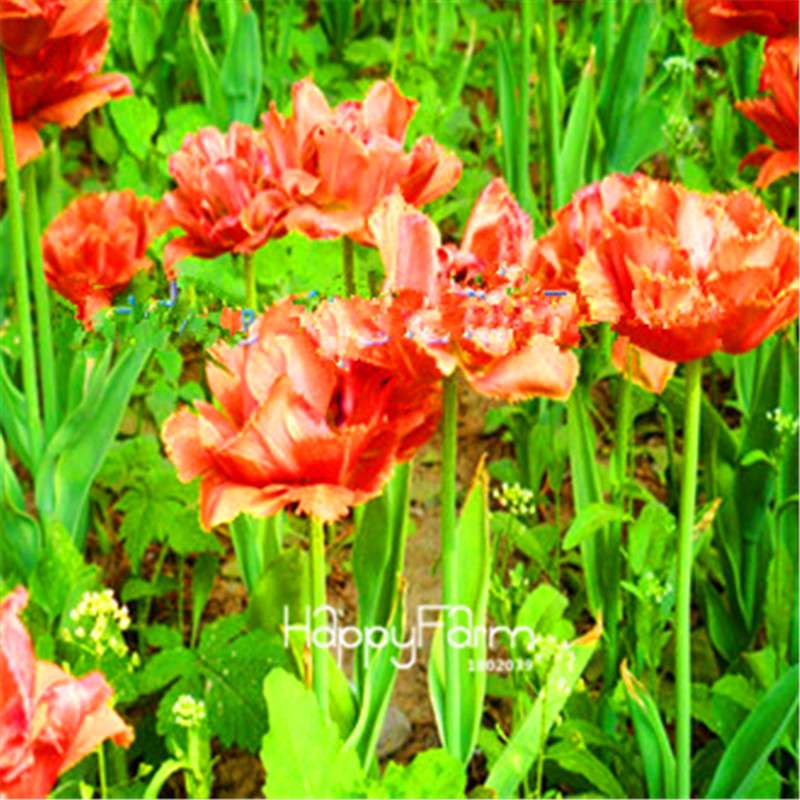 Dutch Tulip Flower Seeds - Potted Bonsai for Home & Garden Planting