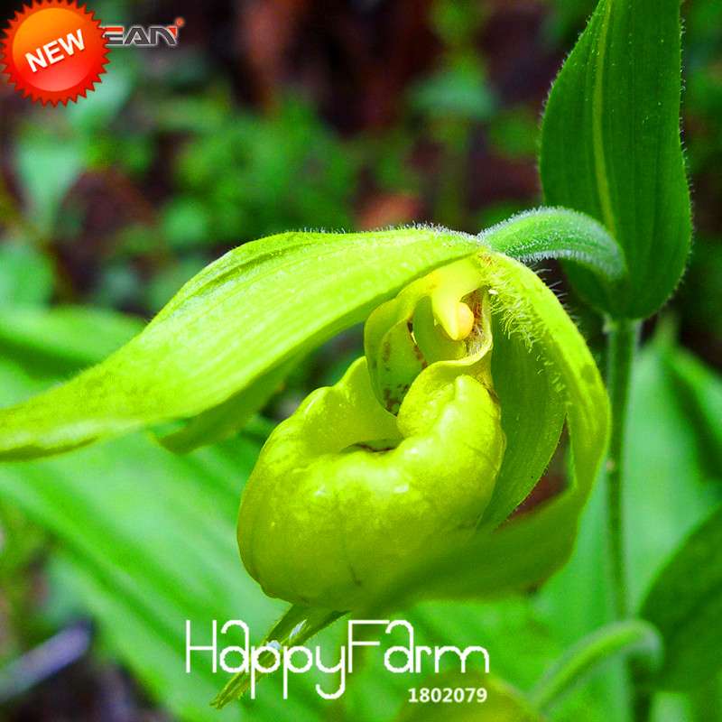 18 Color Orchid Seeds - Cypripedium & Paphiopedilum Bonsai Flower Seeds, Exotic Home Garden Planting