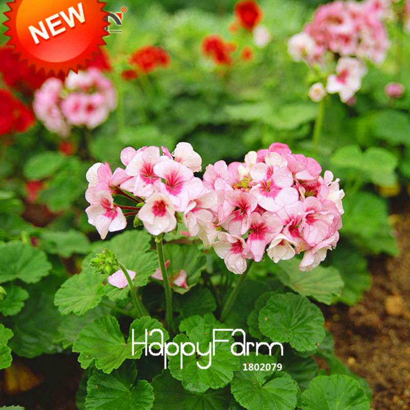 Pale Pink Geranium Seeds - Perennial Pelargonium Peltatum, Indoor Flowering Plants for Home & Garden