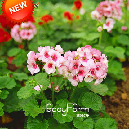 Pale Pink Geranium Seeds - Perennial Pelargonium Peltatum, Indoor Flowering Plants for Home & Garden