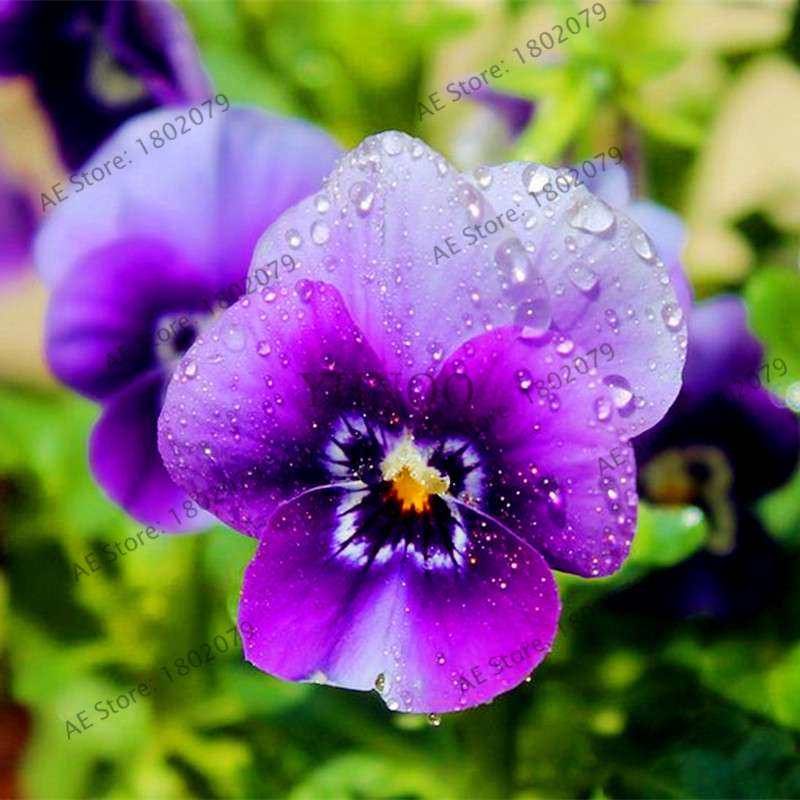24 Colors Wavy Pansy Seeds - Viola Tricolor for Indoor Bonsai & Home Garden Planting