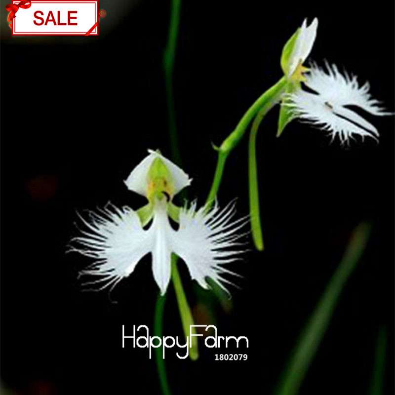 Egret Flower Seeds - Perennial Blooming Potted Plants for Home & Garden