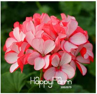 Geranium Seeds for Potted Balcony Planting - Fast Sprouting Pelargonium Flowers