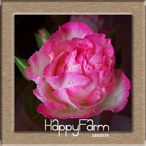 Pink & White Rose Seeds - 24 Rare Colors, for Balcony Planting, Potted Flower Garden