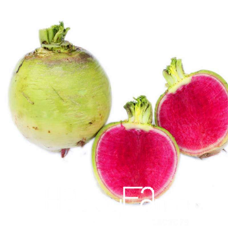 Organic Red Radish Seeds - for Balcony Potted Plants, Non-GMO Veggie & Fruit Garden Seeds