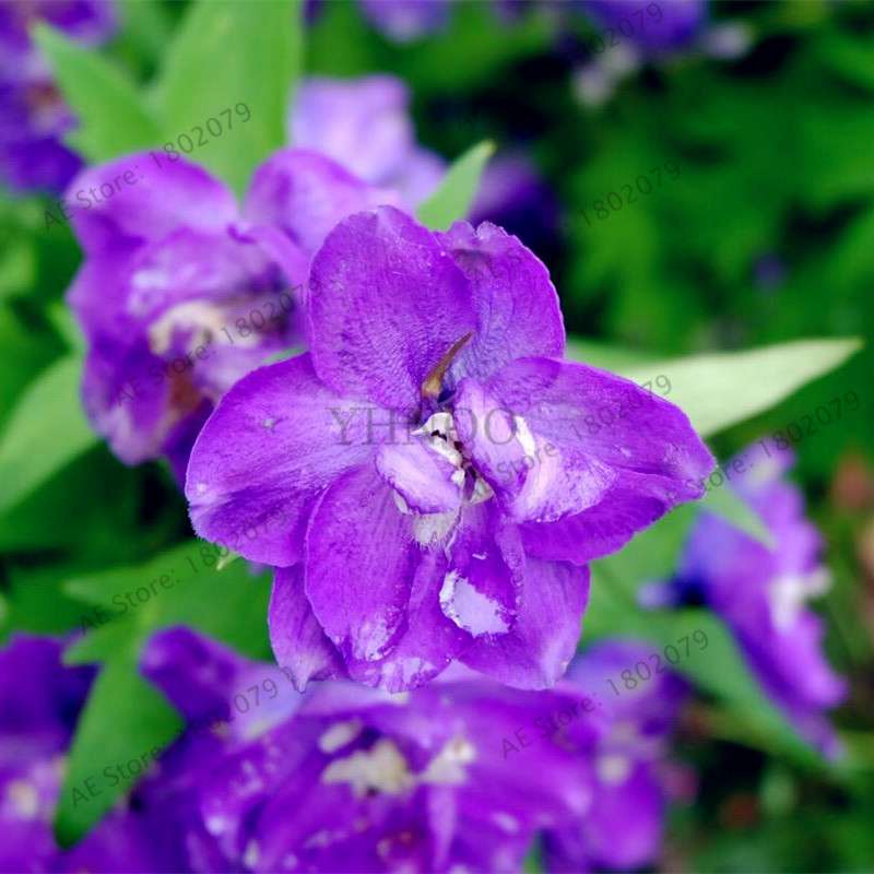 Mixed Color Larkspur Seeds - Rocket Larkspur (Consolida Ajacis) for Home Garden Planting