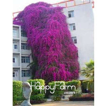 Colorful Bougainvillea Seeds - Spectabilis Willd Bonsai Flower Plants for Home Garden