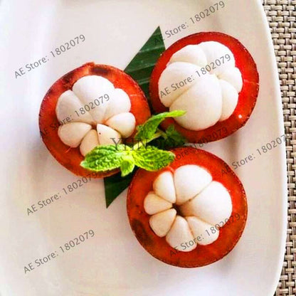 Red Mangosteen Seeds - Tropical Fruit Bonsai, Natural Anticancer Queen, Easy Grow