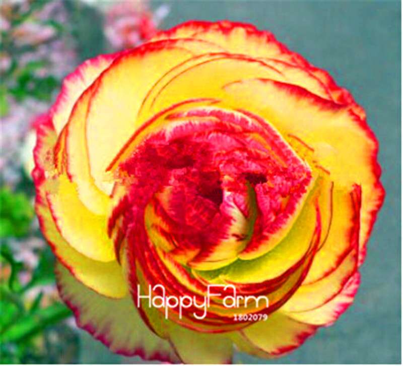 Ranunculus Asiaticus Bonsai Flower Seeds - DIY Home Garden Planting Kit