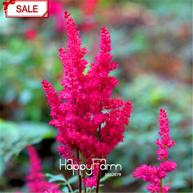 Multi-Color Astilbe Seeds - Vibrant Perennial Flowers for Pots & Gardens | Fast US Shipping