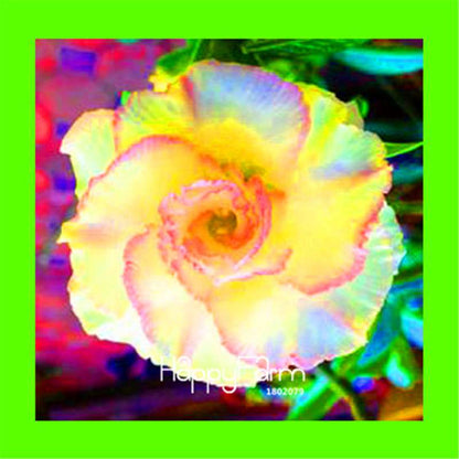 Desert Rose Seeds - Stunning Bonsai Flower for Garden, Balcony & Pots
