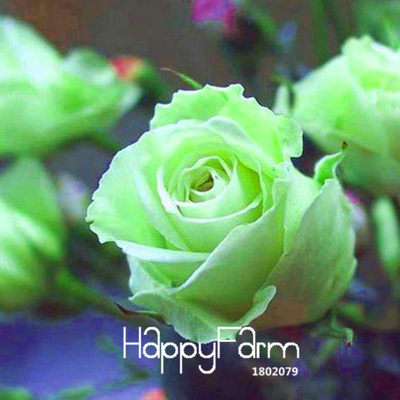Golden Rose Seeds - Strong Fragrant Chinese Green Rose for Garden