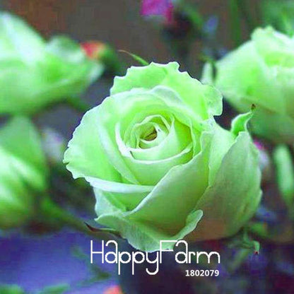 Golden Rose Seeds - Strong Fragrant Chinese Green Rose for Garden