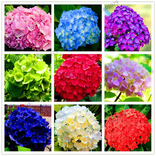 Hydrangea Seeds - Perennial Flowers for Wedding, Party, Home & Garden | Easy Grow Beautiful Blooms