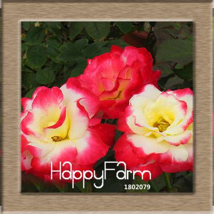 Rare White Red Edge Rose Seeds - for Balcony, Indoor & Garden Planting | Fresh Potted Flower Seeds