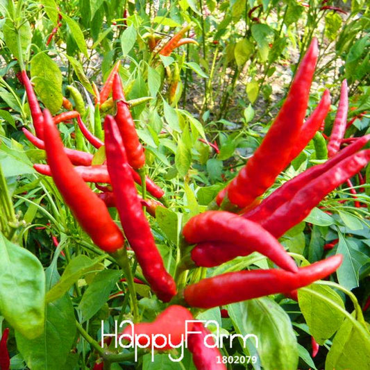 Organic Red Pepper Seeds - Non-GMO, for Home Garden & Courtyard Planting