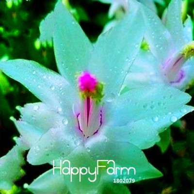 24 Color Rare Schlumbergera Bonsai Seeds - | Unique Truncatus Flower Seeds for Planting