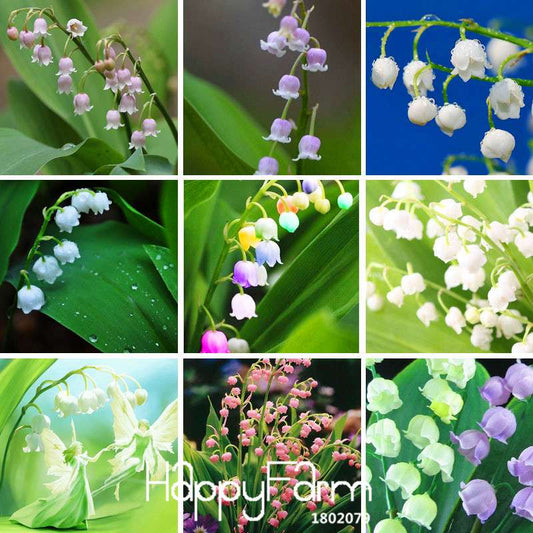 6-Color Bell Orchid Seeds - Pack, Vibrant Campanula & Convallaria Flowers for Home Garden Planting